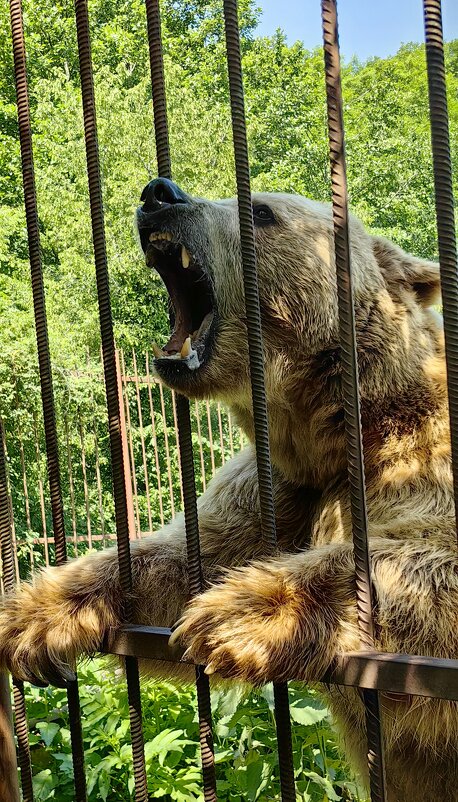 Медведь Тимофей. - Светлана 13.06.