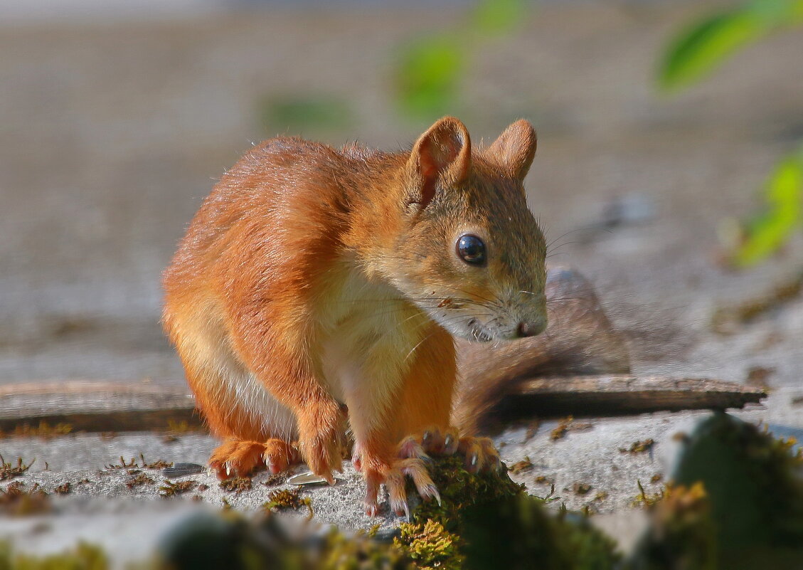 ...вот бы убежать... - Andrey Bragin ...вот бы убежать... - Andrey Bragin