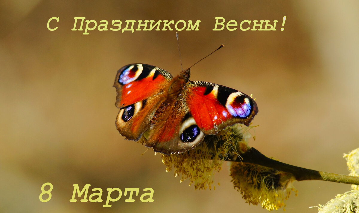 С Праздником Весны! - Александр Прокудин