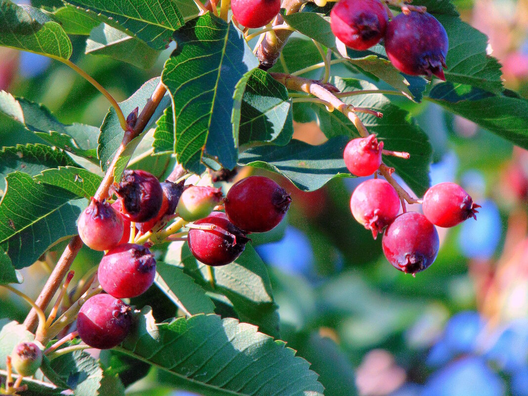 Ягоды ирги. - nadyasilyuk Вознюк Ягоды ирги. - nadyasilyuk Вознюк