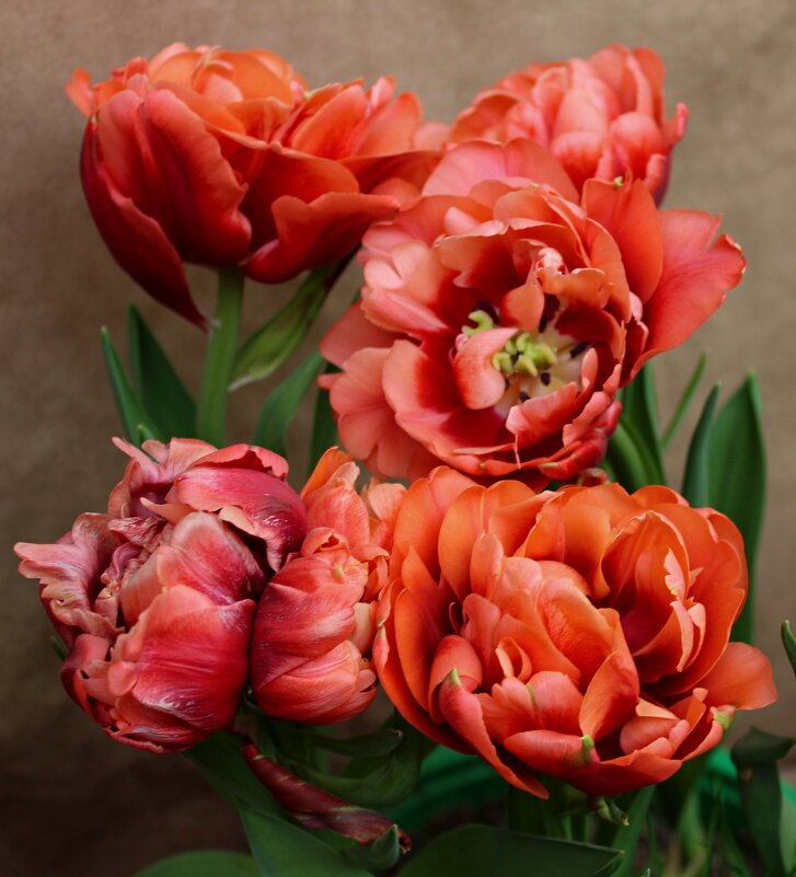 Тюльпаны - Tina Kott