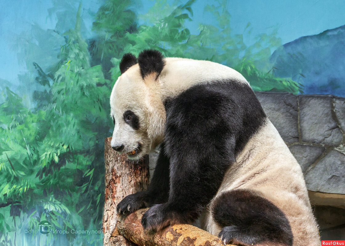 Китайский Балу - Игорь Сарапулов Китайский Балу - Игорь Сарапулов