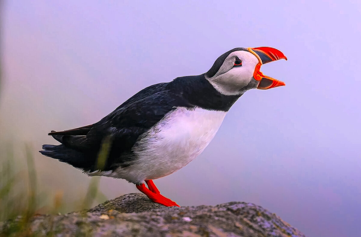 Тупик - Aleksey Afonin