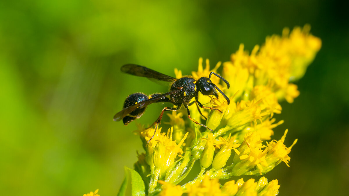 Лето. Макро. - Владимир Лазарев Лето. Макро. - Владимир Лазарев