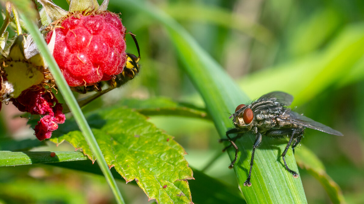 Лето. Макро. - Владимир Лазарев