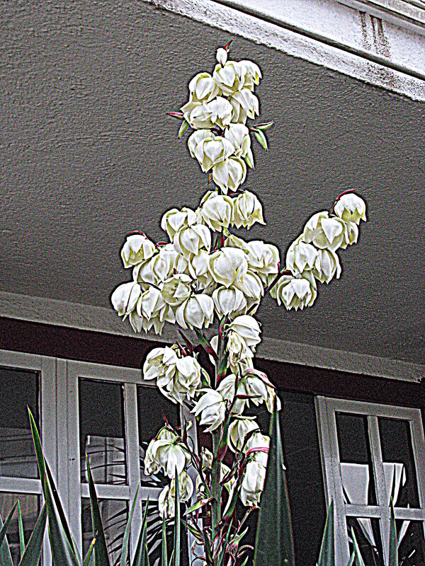 Цветы Барселоны. - Владимир Драгунский