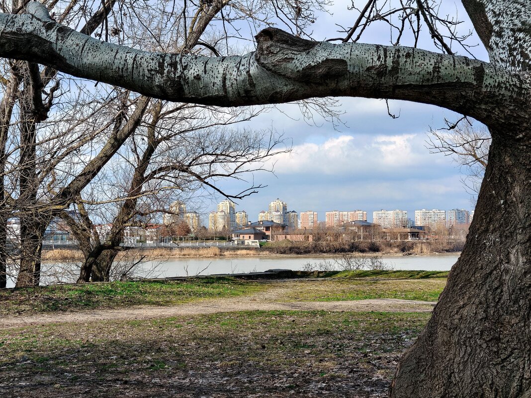 Река Кубань, Новая Адыгея, старый тополь - Валерий Ткаченко