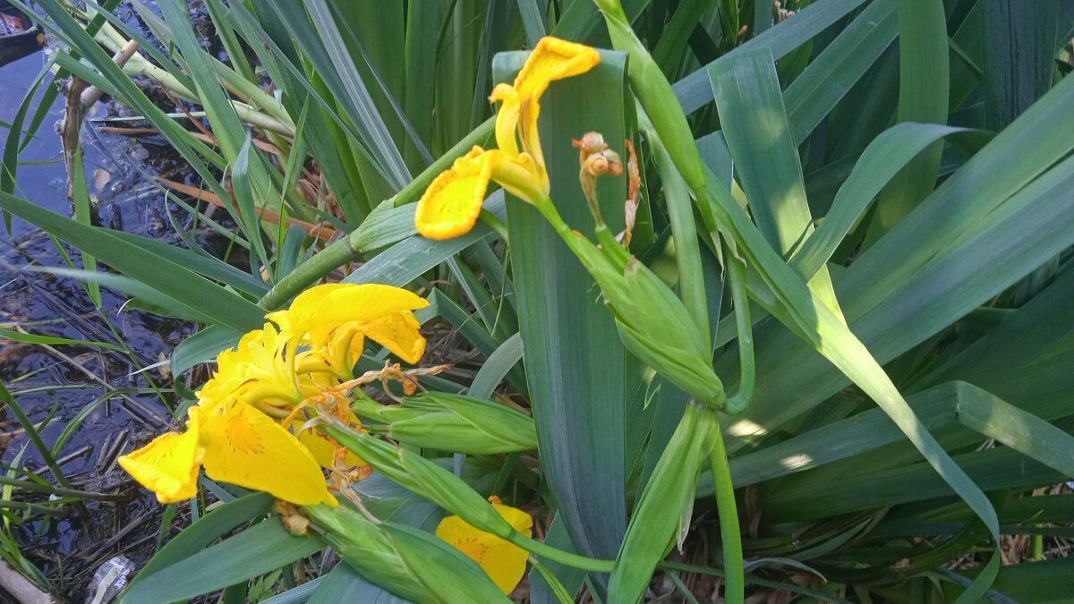 у речки июнь - Елена Шаламова