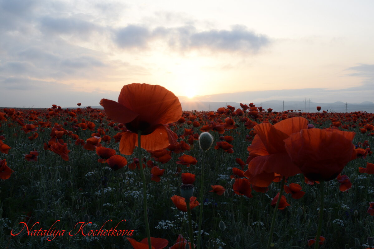 Природа Крыма - Изумительная Космея