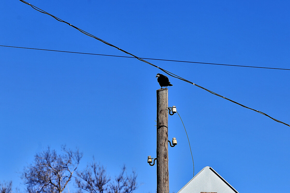 Орехов не видно - Юрий Гайворонскiий Орехов не видно - Юрий Гайворонскiий
