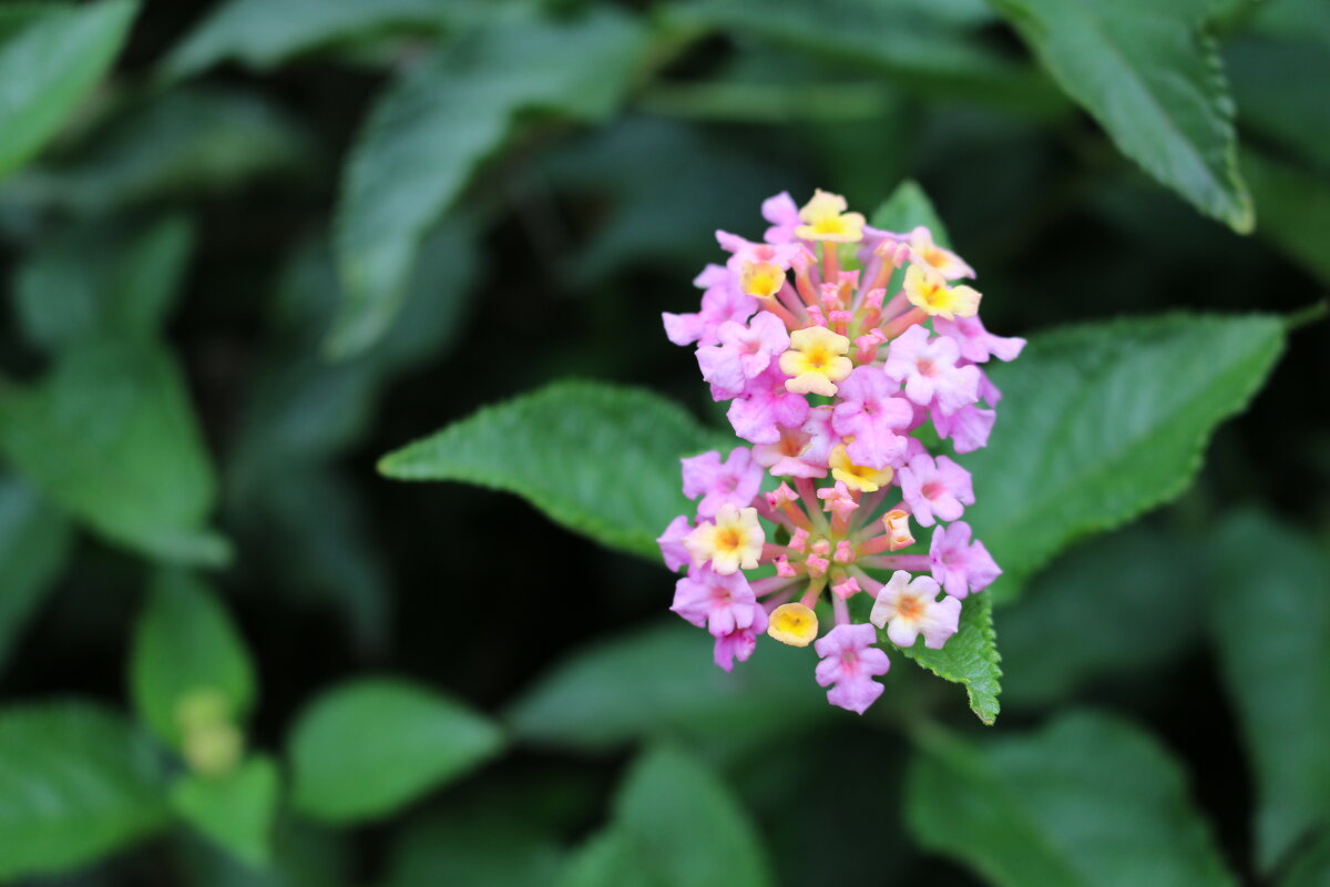 Городские цветы - Ольга Городские цветы - Ольга