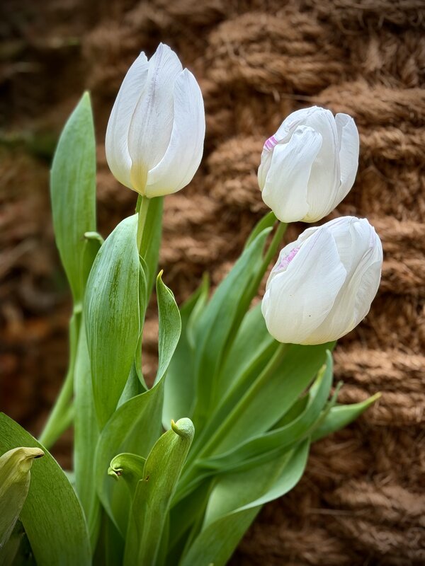 Белые тюльпаны - Любовь 