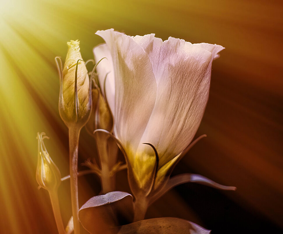 Время Весны - Александр Ковальчук Время Весны - Александр Ковальчук