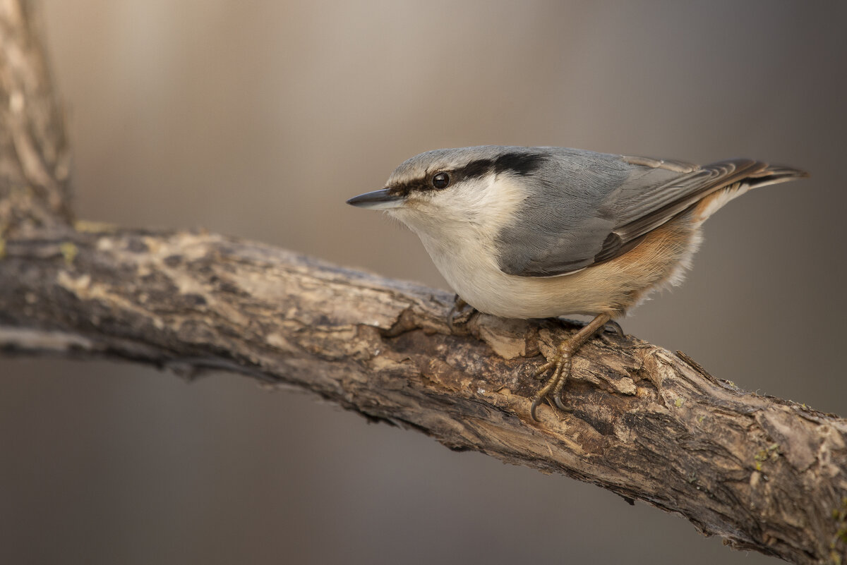 Поползень - Максим Вышарь Поползень - Максим Вышарь