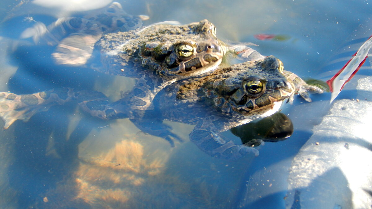 Две жабы. - ВикТор Быстров Две жабы. - ВикТор Быстров