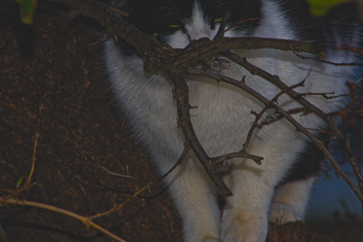Котэ - Giant Tao / Котэ - Giant Tao /