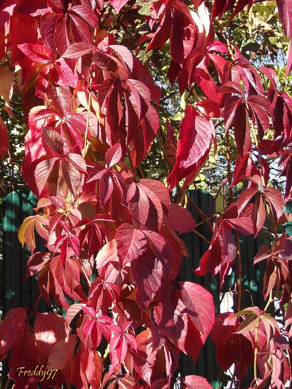 Дикий виноград - Freddy 97