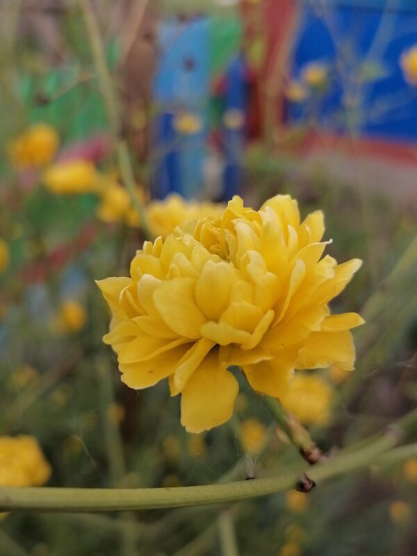 *** - Зоя Мишина