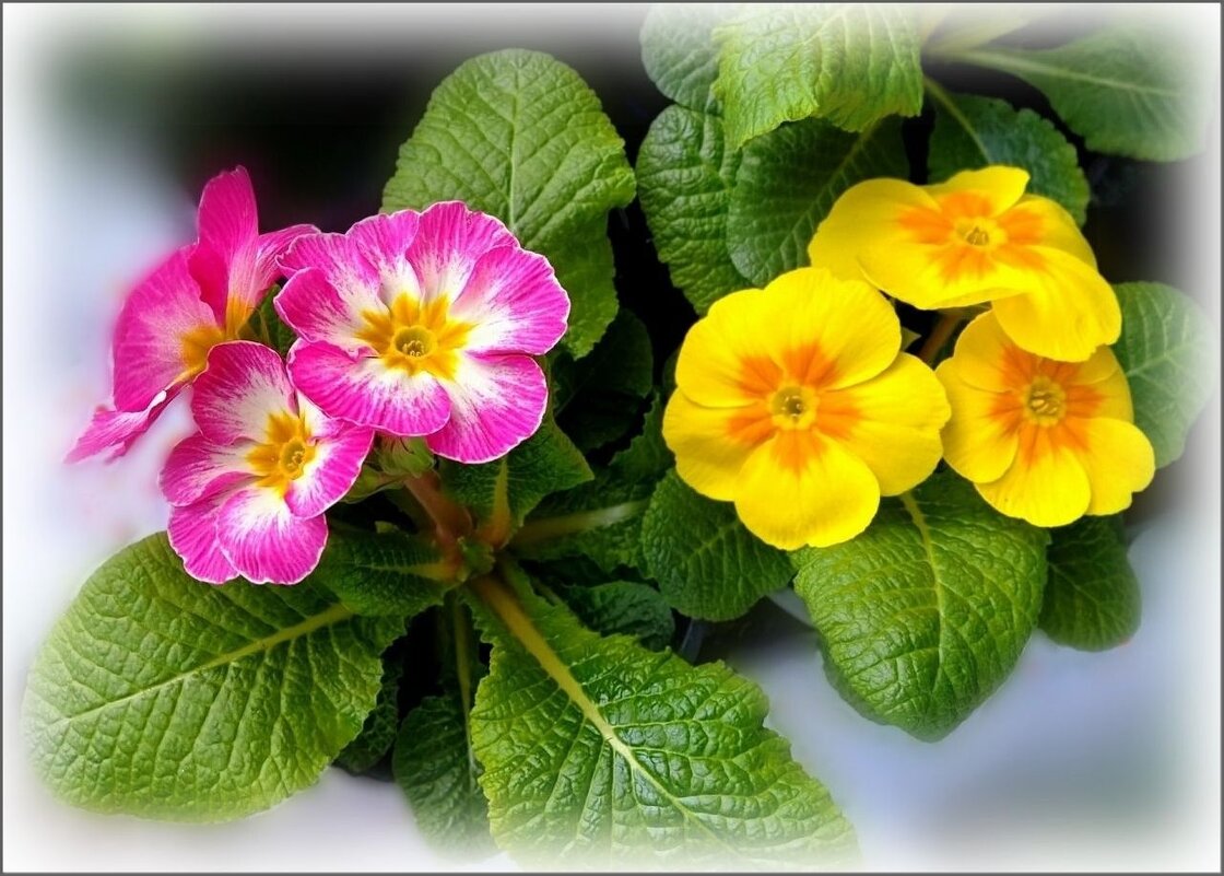 Дуэт примул - Елена Сухорученкова