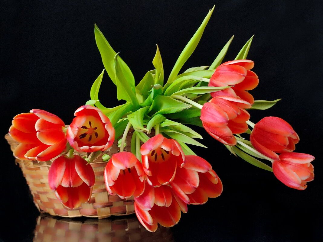 Тюльпаны - Валентина Богатко 