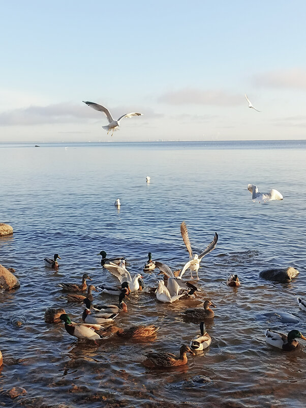 Море, чайки, утки... - Лилия *