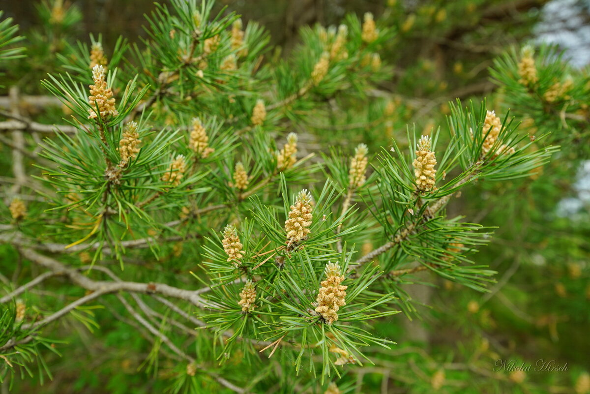 Сосна цветёт... - Николай Гирш Сосна цветёт... - Николай Гирш