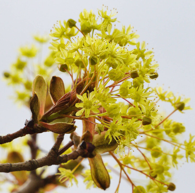 Весна... - Мария К. Весна... - Мария К.