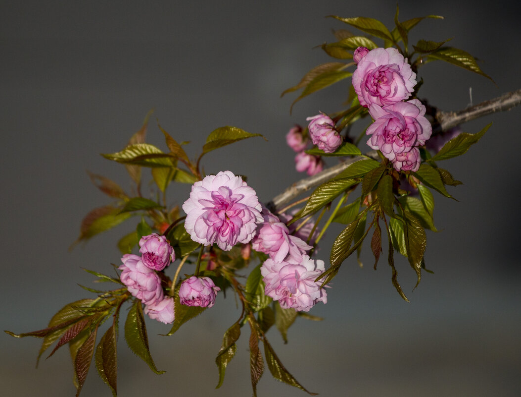 Сакура Роял бургунди - Светлана Тихонина