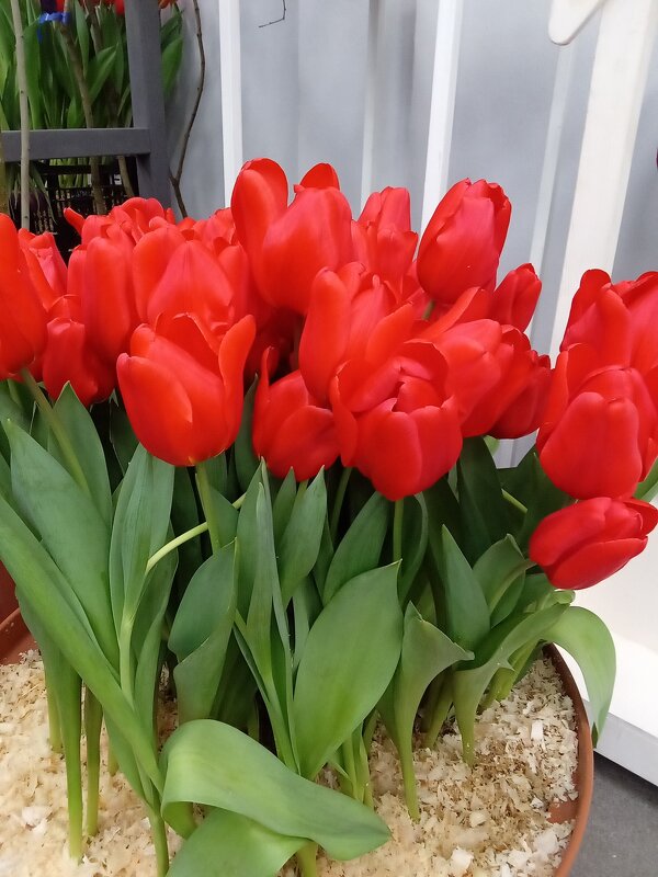 Алые тюльпаны - Сергей Карачин