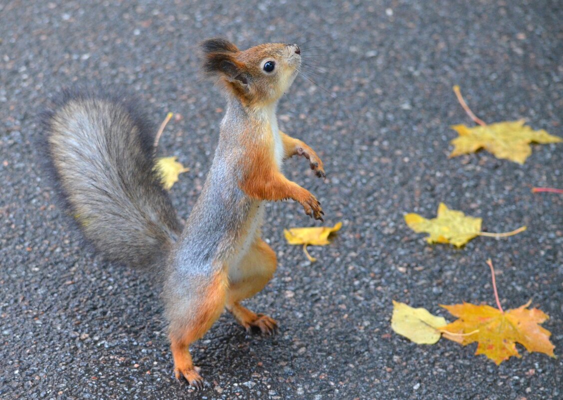 Есть что? - Savayr 