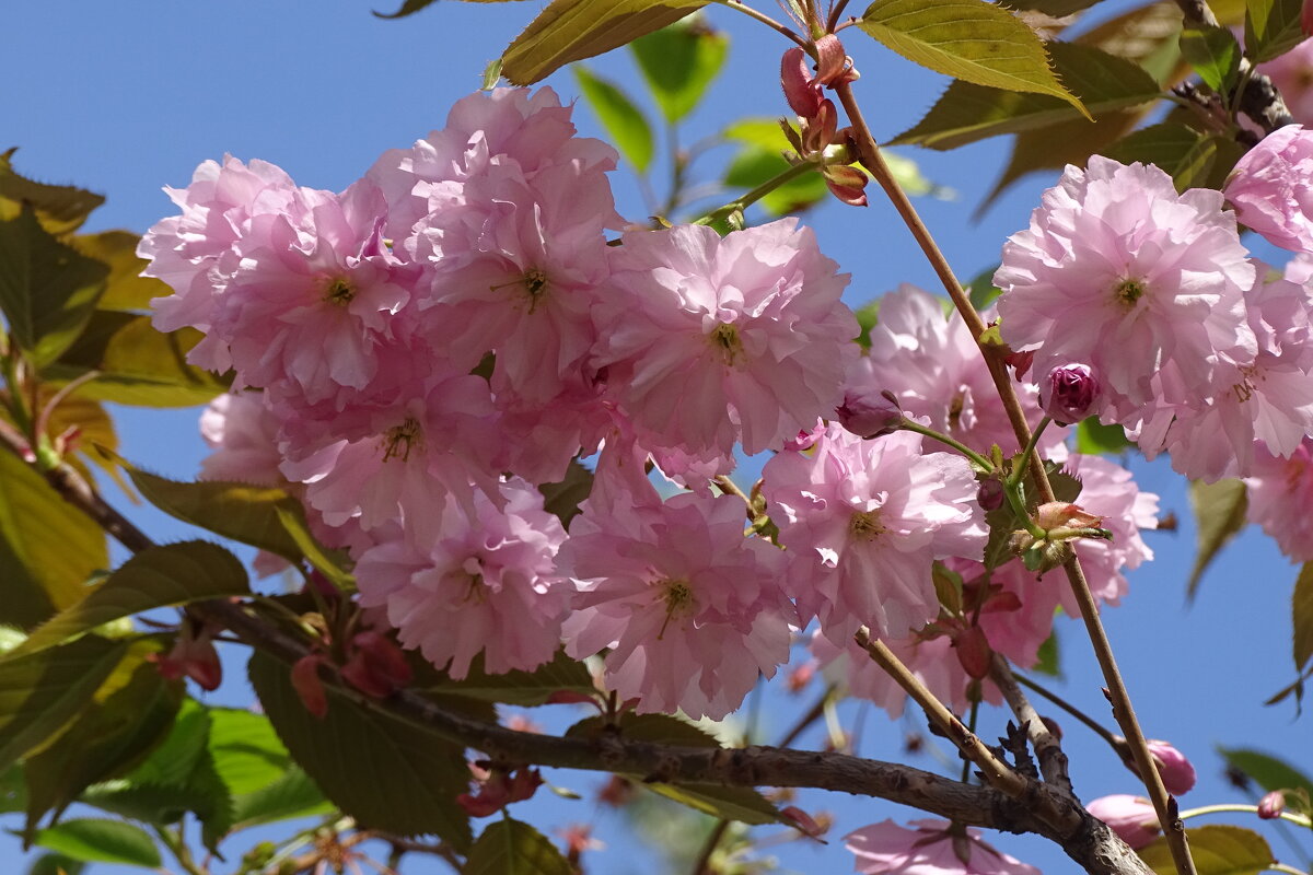 Скоро скоро все расцветет - Anna-Sabina Anna-Sabina Скоро скоро все расцветет - Anna-Sabina Anna-Sabina
