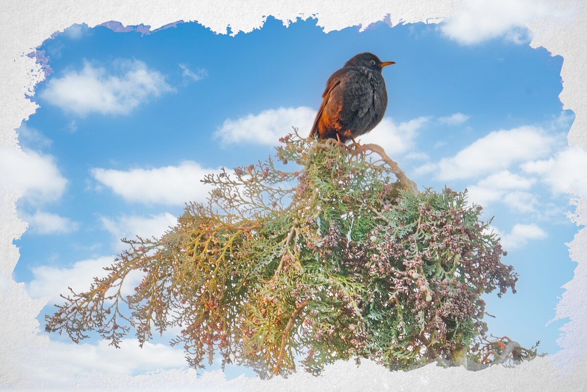 Дрозд - Jakob Dick