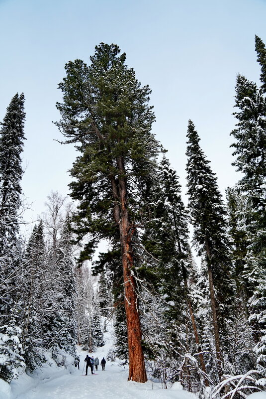 Суперсосна - Павел Трунцев