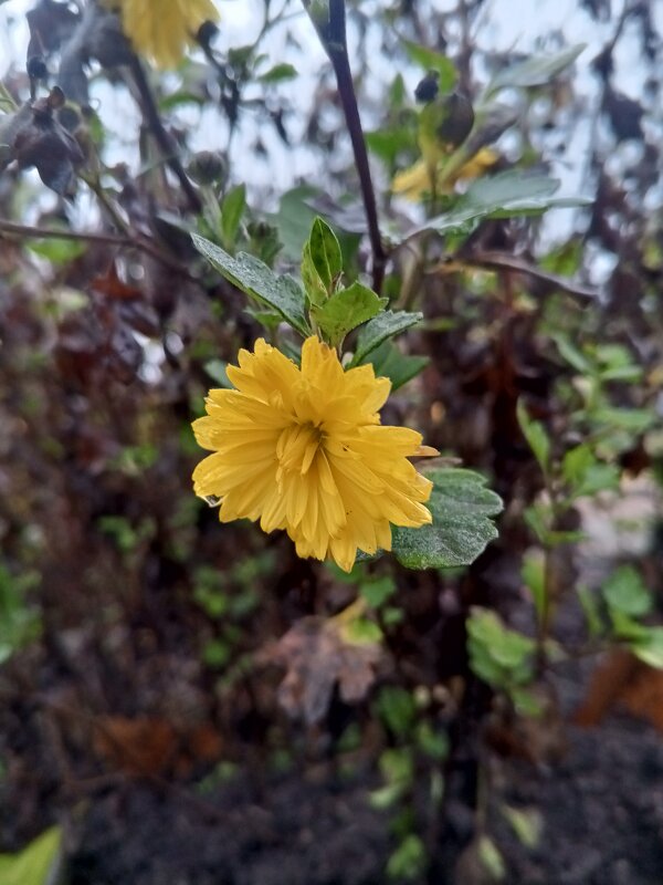 Хризантема - Сапсан 