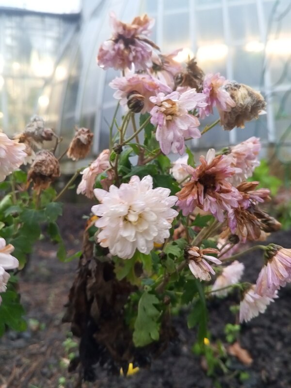 Хризантема - Сапсан 