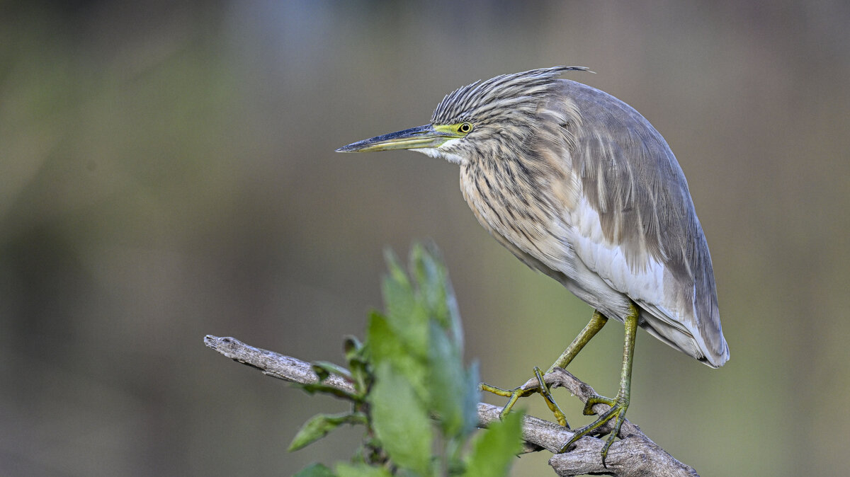 Жёлтая цапля - Осень 