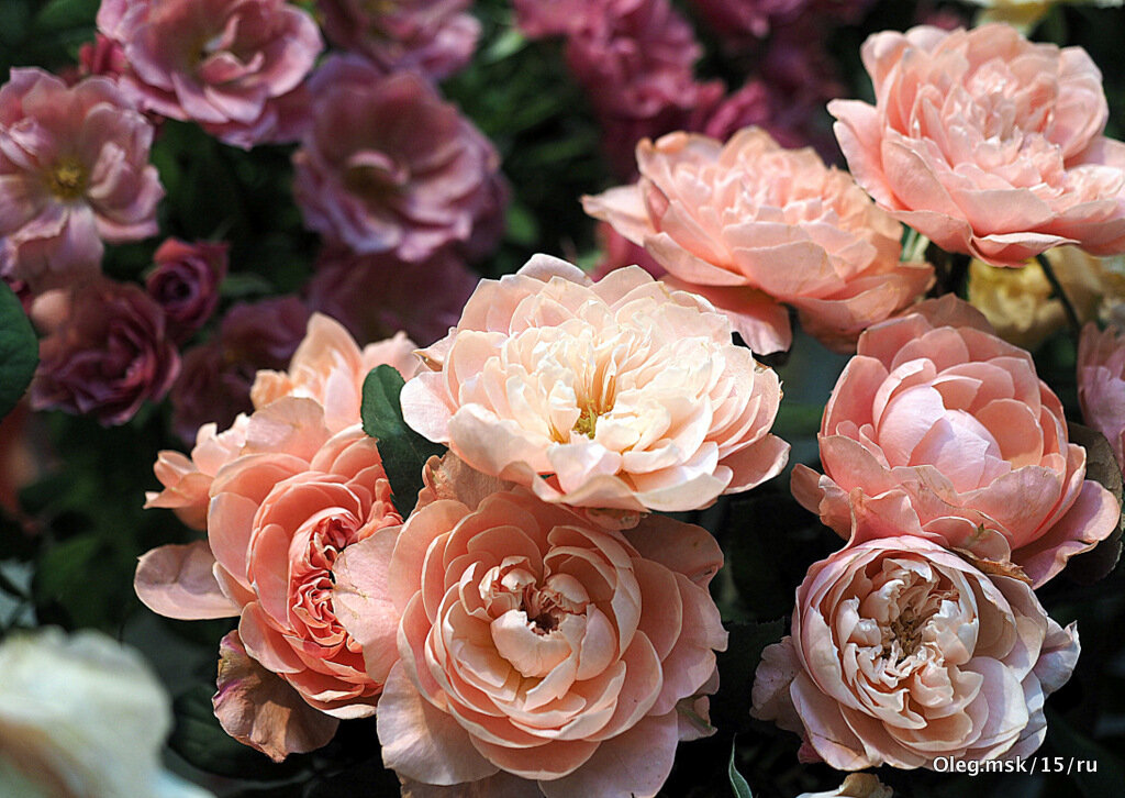 они на радость нам даны - Олег Лукьянов