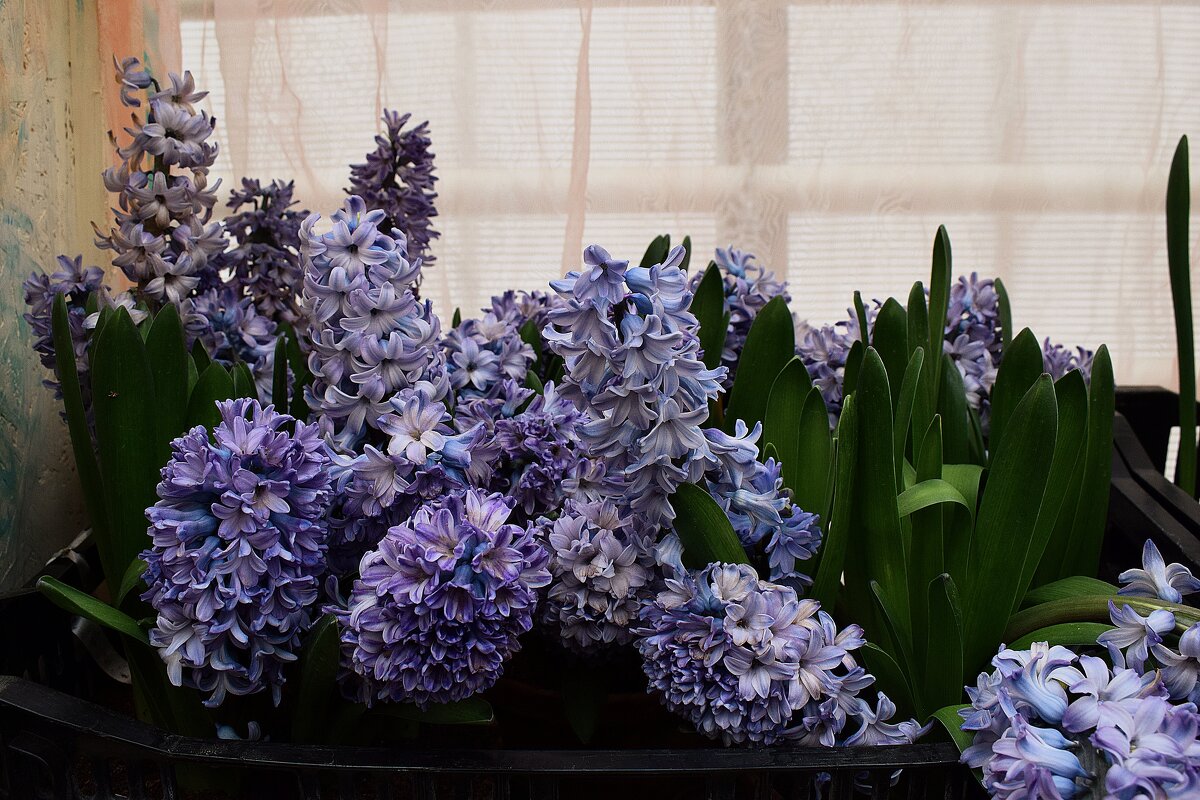 Гиацинты на окне появились по весне. - Татьяна Помогалова