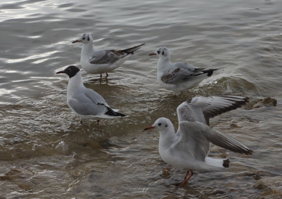 Март - Оксана Новик 