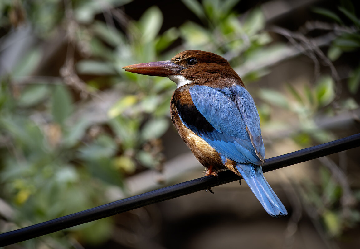 Красноклювая альциона ( Белогрудый зимородок) - Alexander Amromin