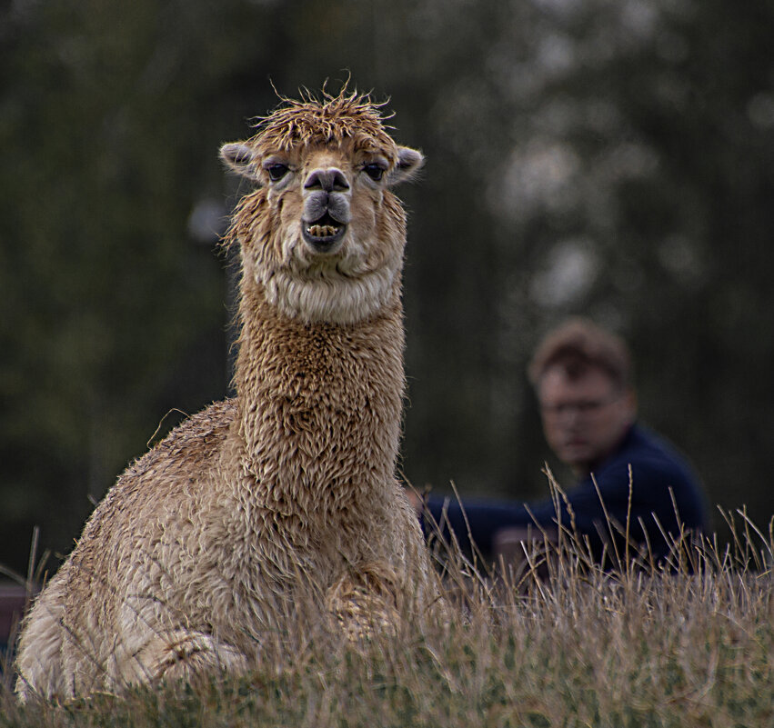 Лама на отдыхе - Valziwa 