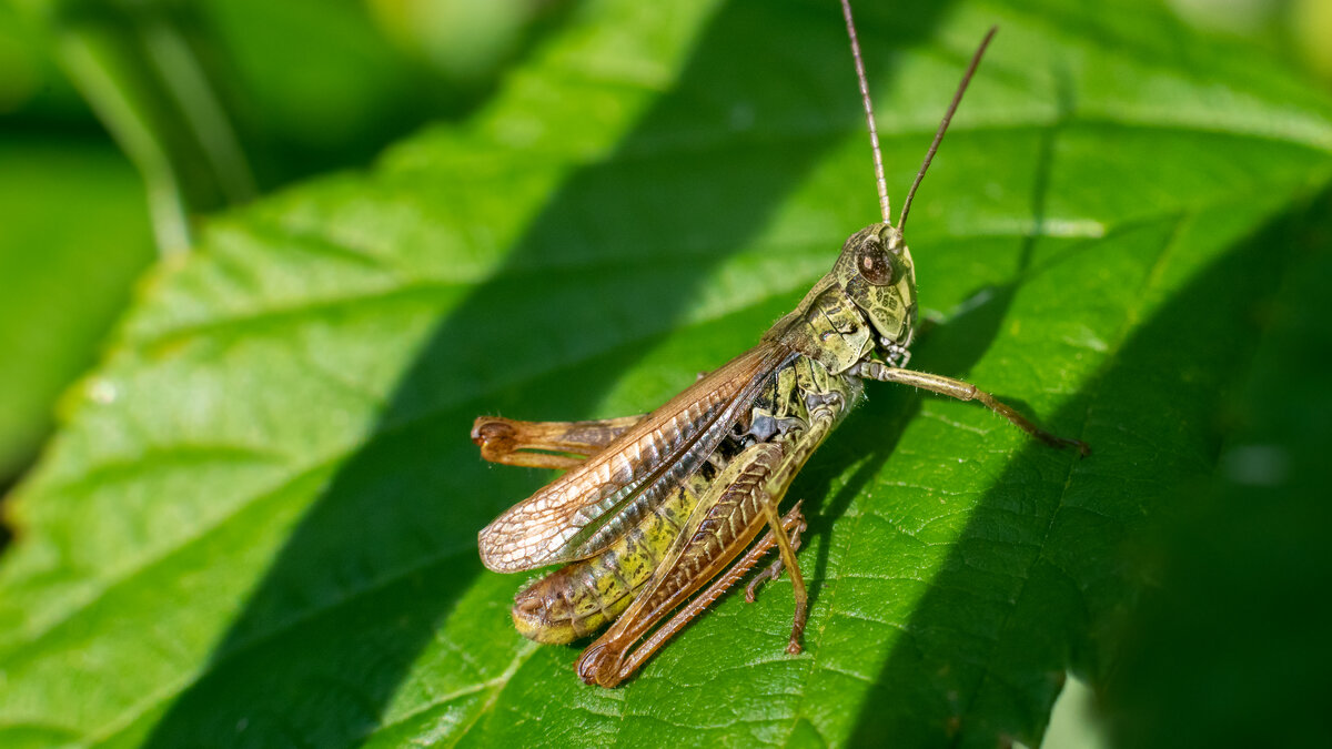 Летнее макро. - Владимир Лазарев