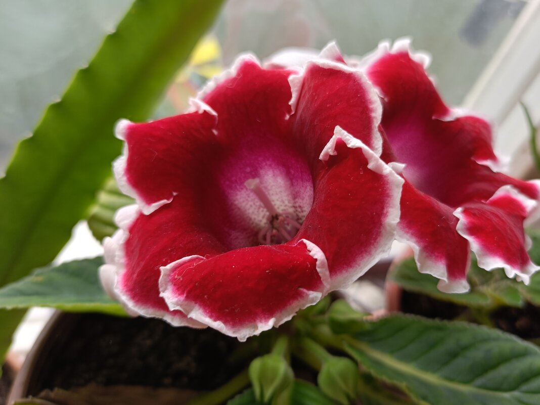 глоксиния - Галина R... глоксиния - Галина R...