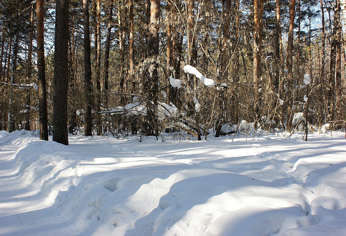 Мартовским днем в парке - Галина Нестратова Мартовским днем в парке - Галина Нестратова