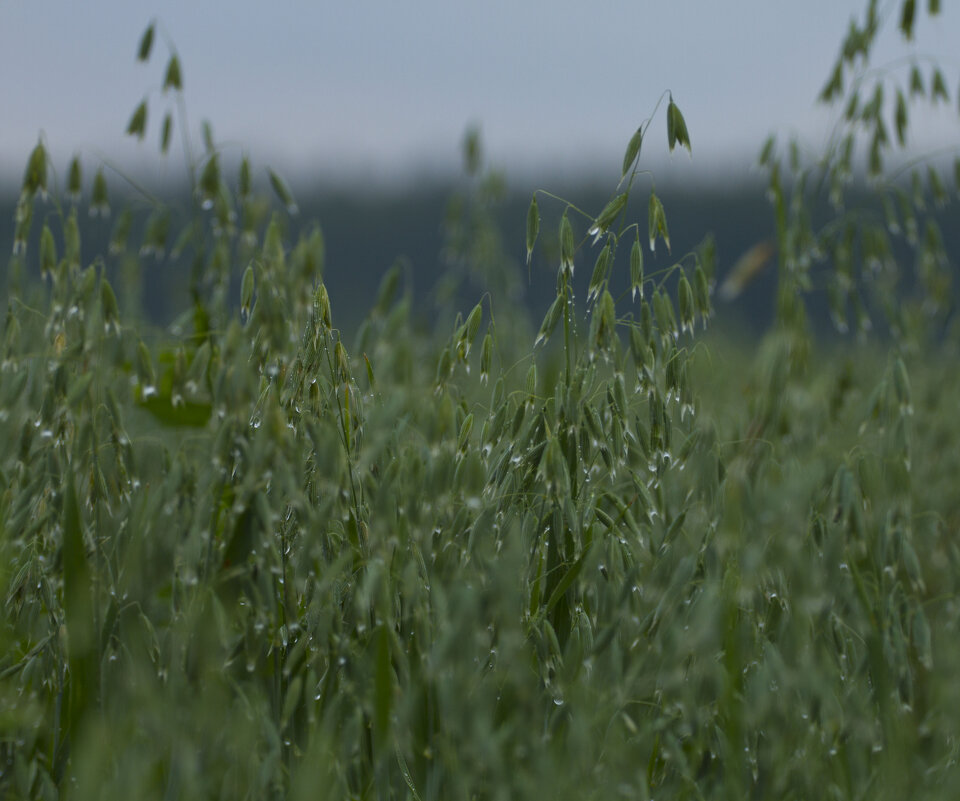 После дождя - Олег Денисов