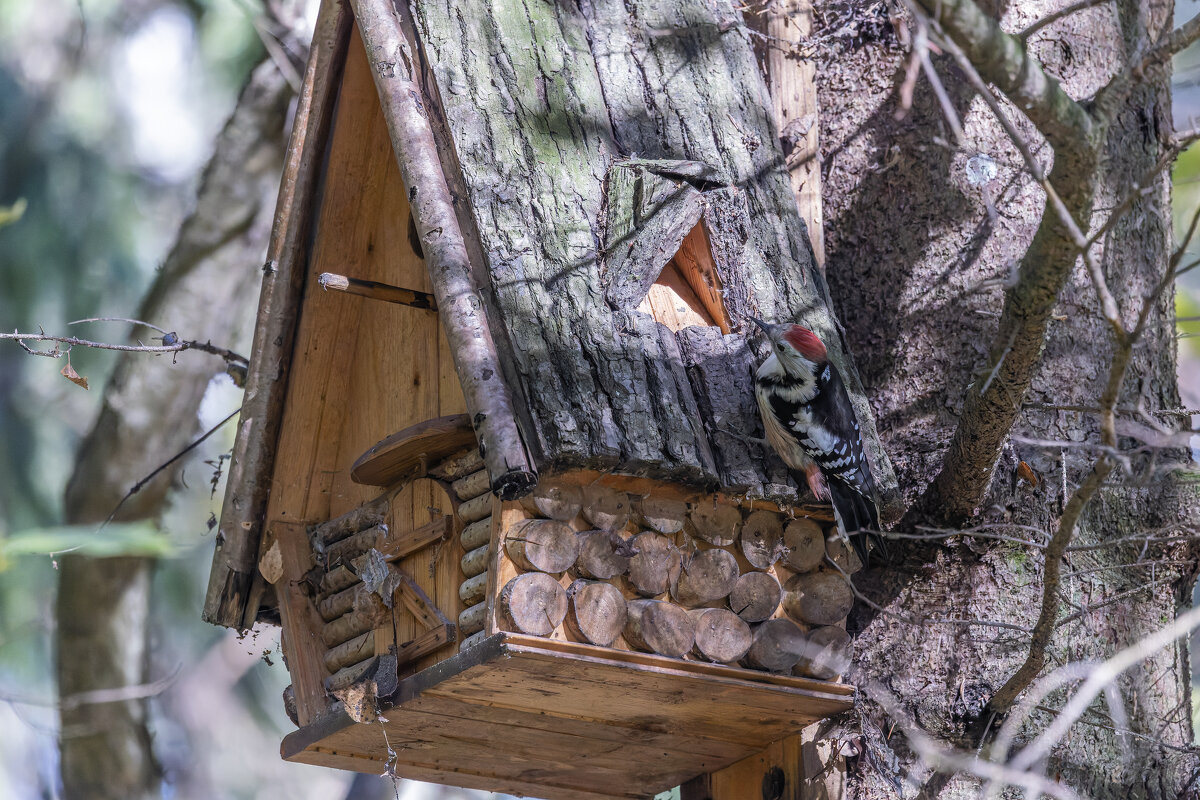 большой пестрый дятел - юрий макаров