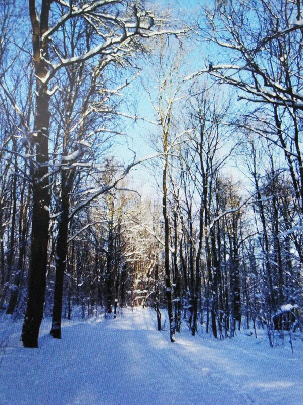 В лесу - Людмила Смородинская