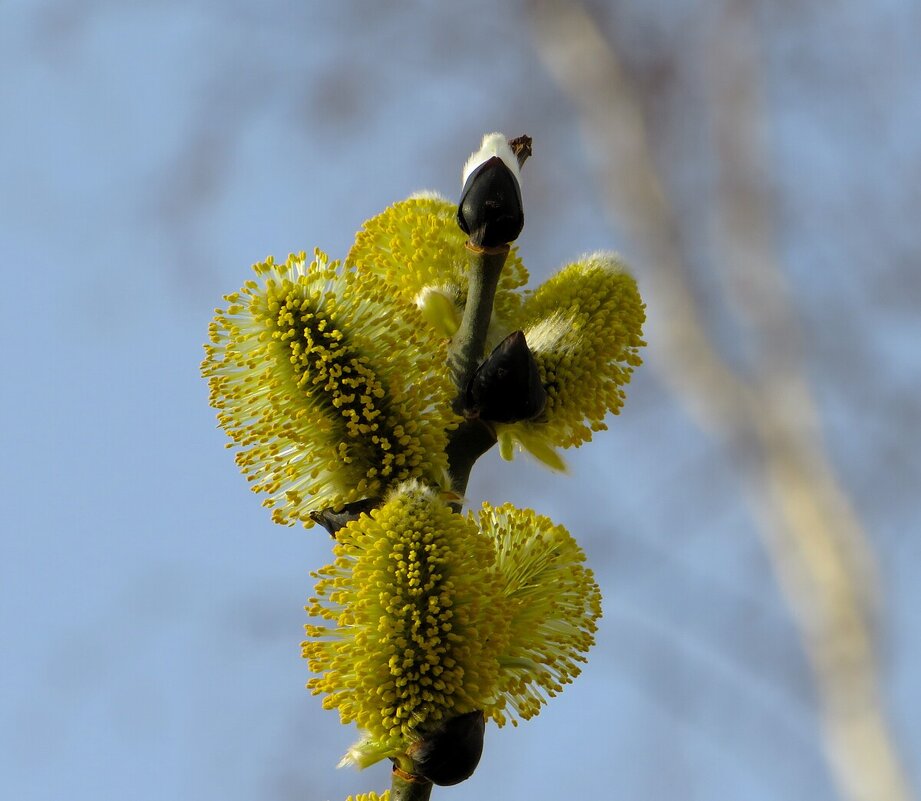 Весна - Лариса С.