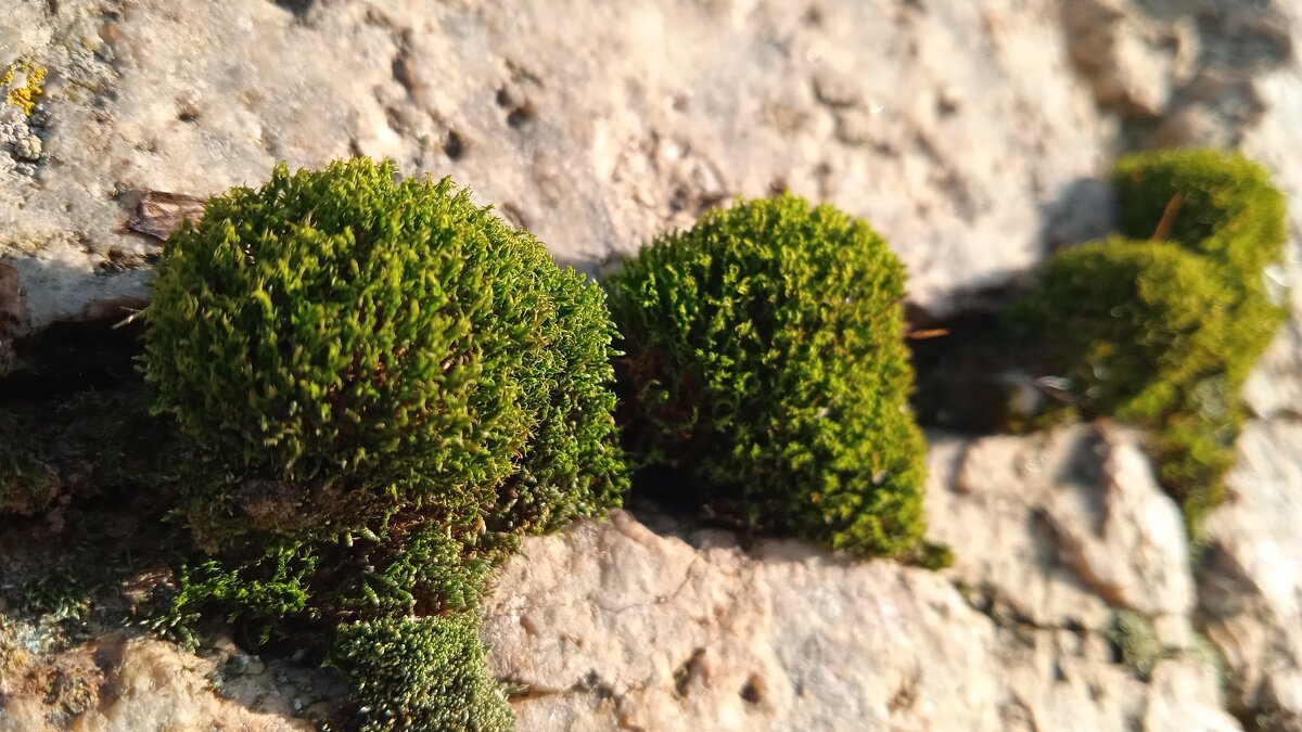 Урал - Елена Шаламова