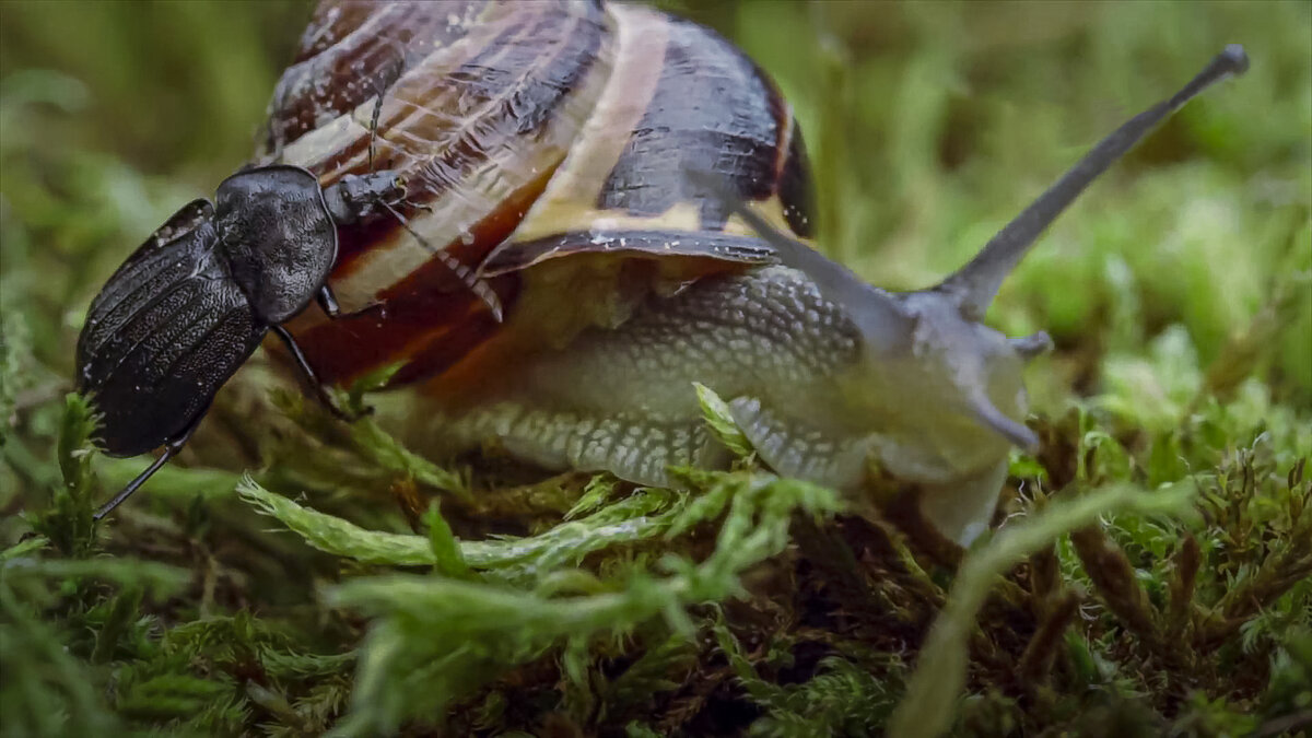 Виноградная улитка и жук мертвоед - Aleksey Afonin